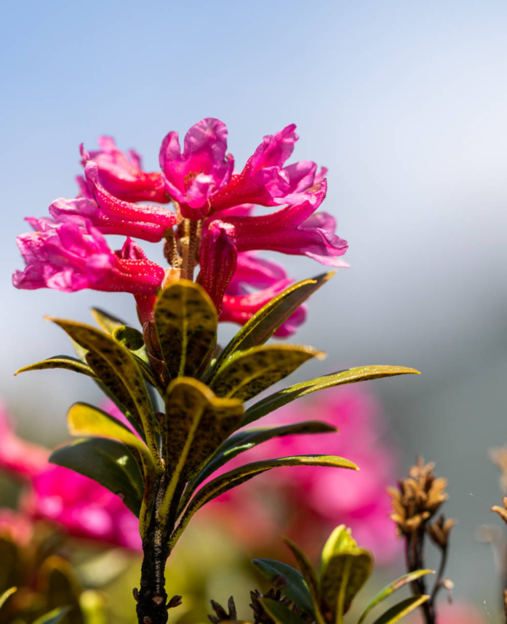 Alpenrose im Alpengarten