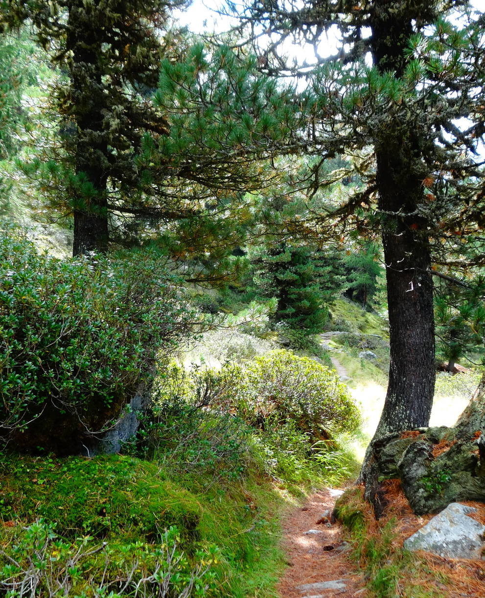 Classe d'école à la forêt d'Aletsch