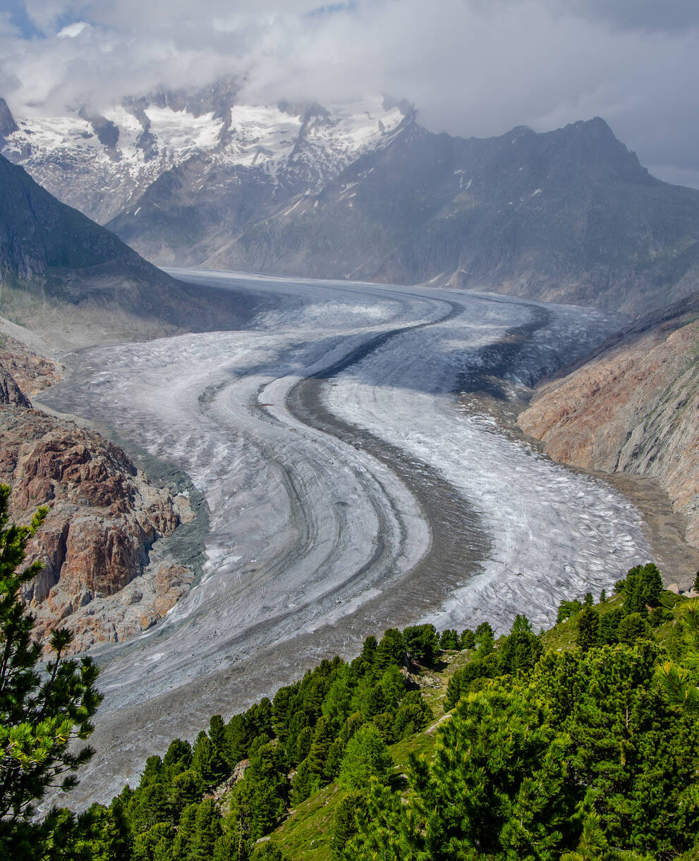 Der Aletschgletscher mit Blick aus dem Aletschwald