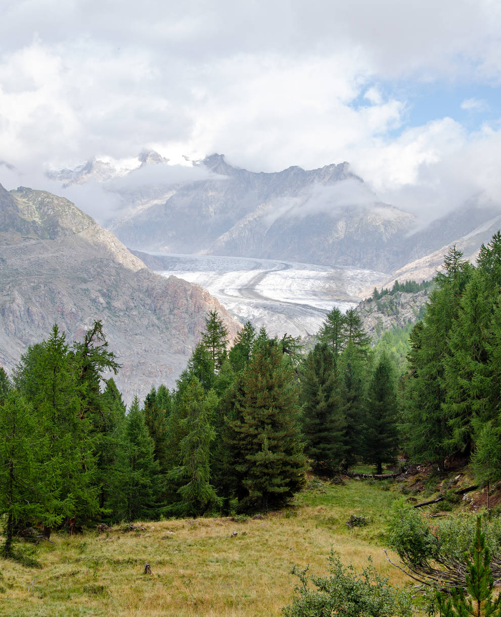 Aletschwald und Aletschgletscher