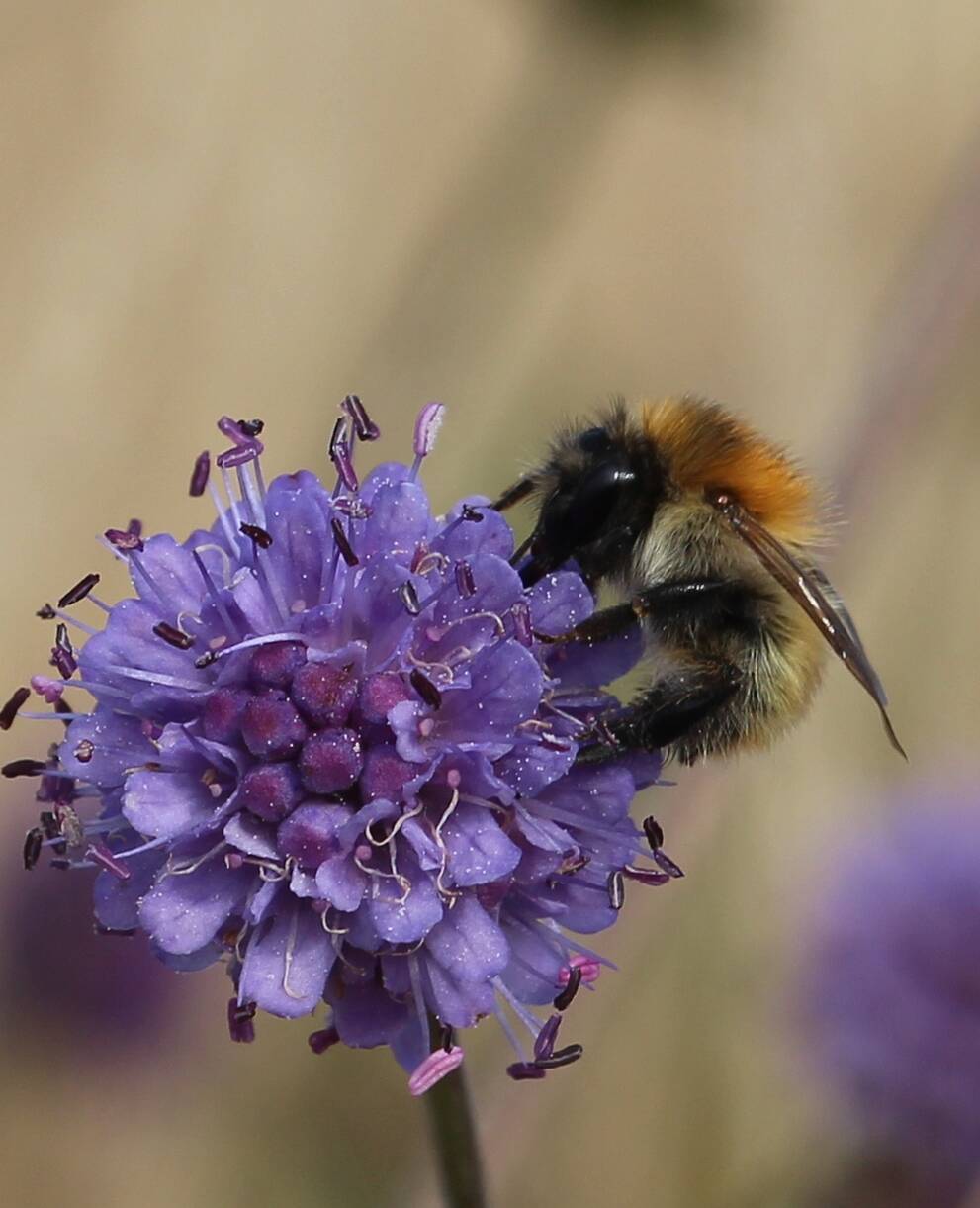 Wildbienen