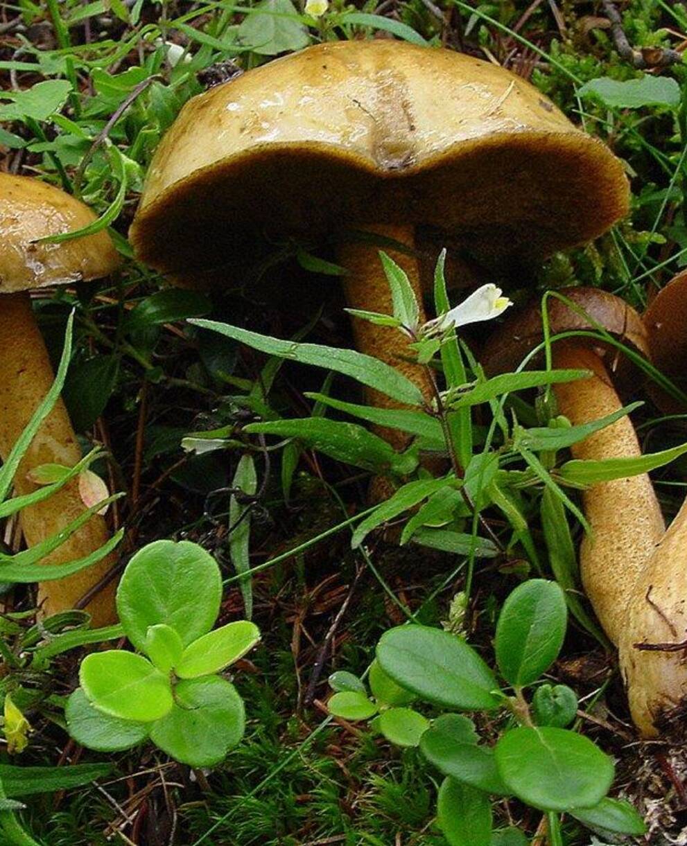 Arvenröhrling im Aletschwald