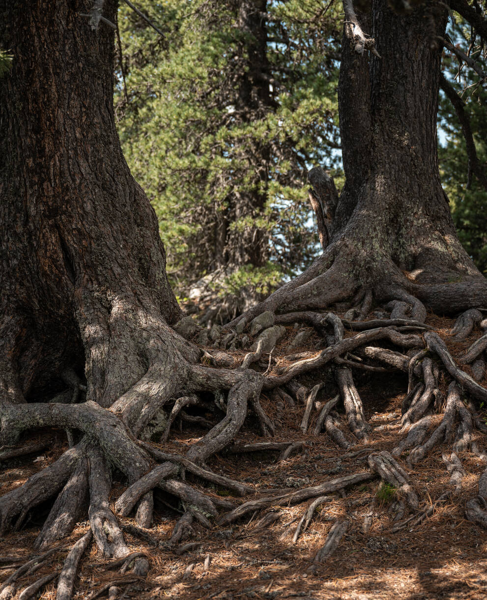 Baumwurzeln