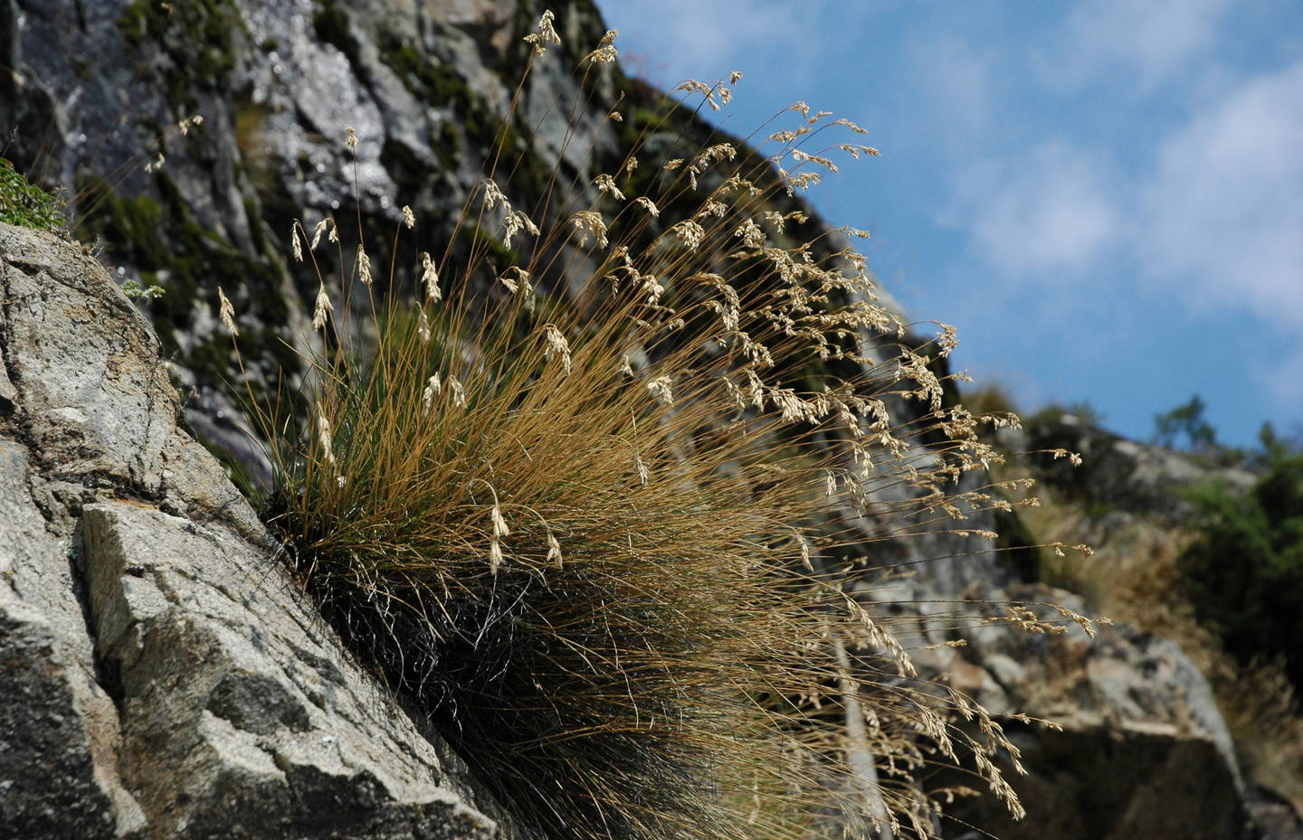 Grasvegetation der wallisser Steppenlandschaft