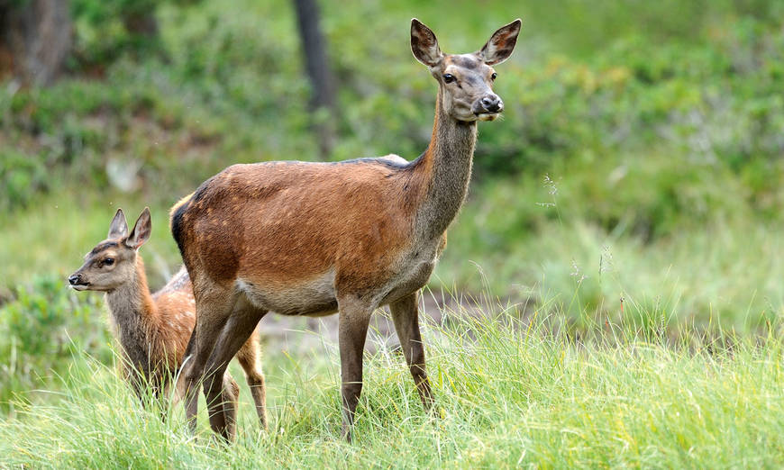 Hirschkuh und Kalb