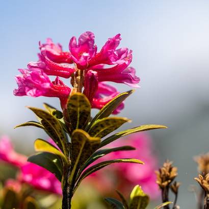 Alpenrose