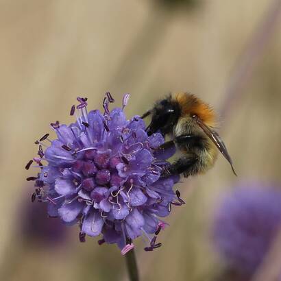 Wildbienen