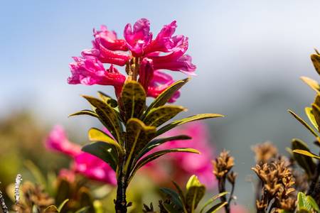 Alpenrose©Pascal Gertschen
