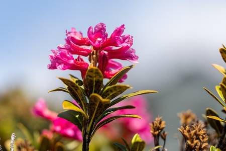 Alpenrose©PascalGertschen