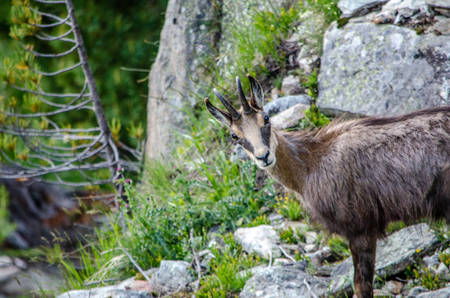 Gämse © Pro Natura Zentrum Aletsch